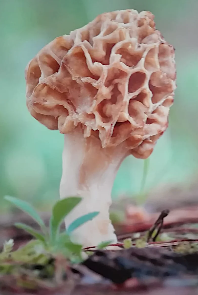 Morchella vulgaris